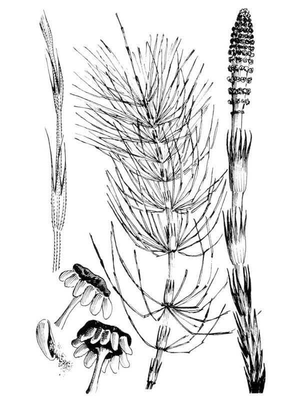 Equisetum telmateia