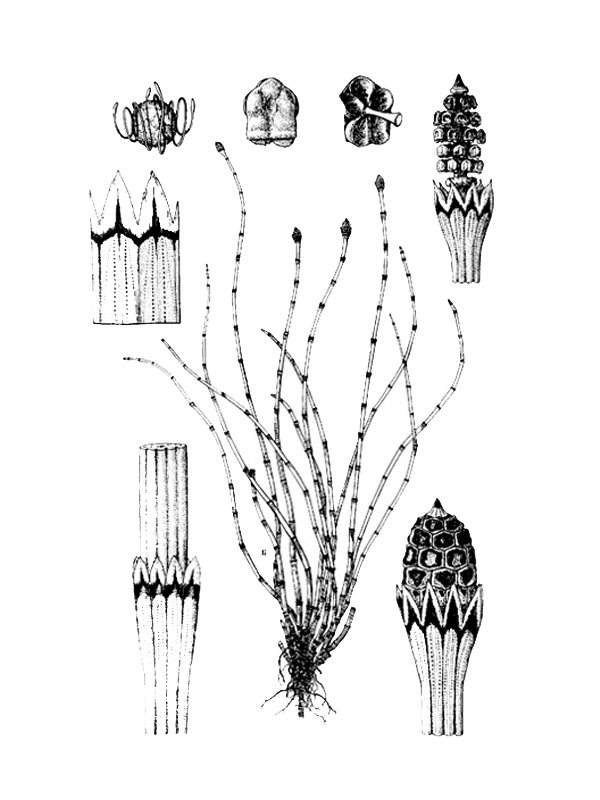 Equisetum variegatum