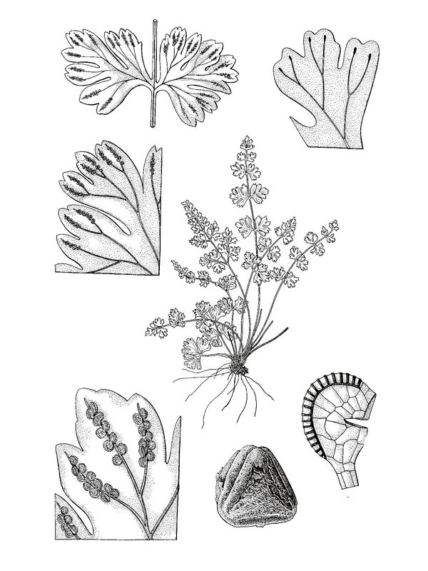 Anogramma leptophylla