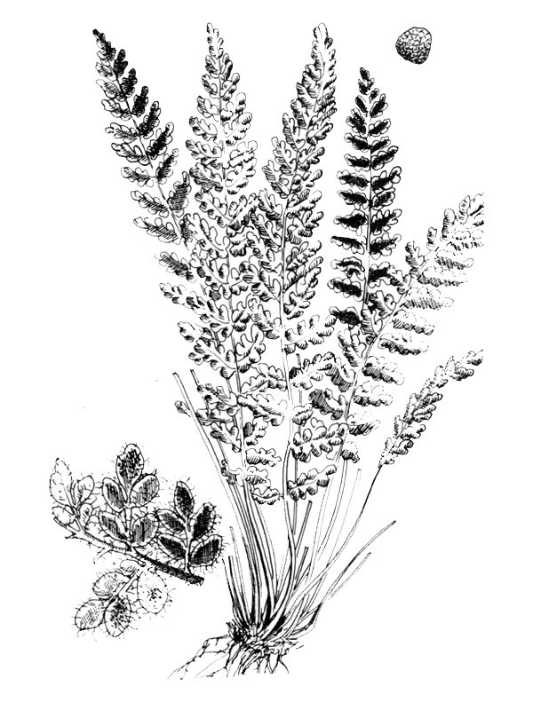 Cosentinia vellea