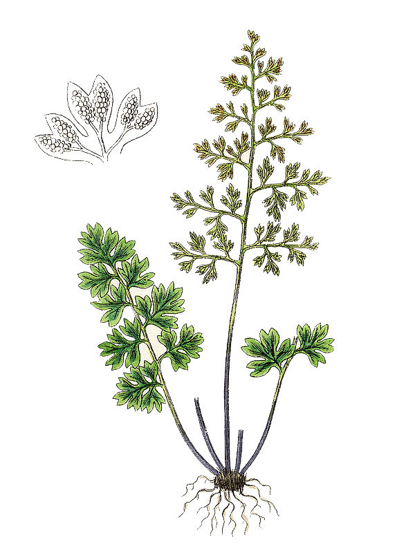 Gymnogramma leptophylla
