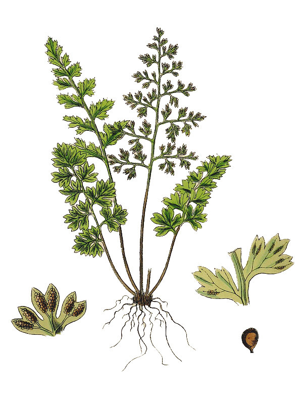 Gymnogramma leptophylla