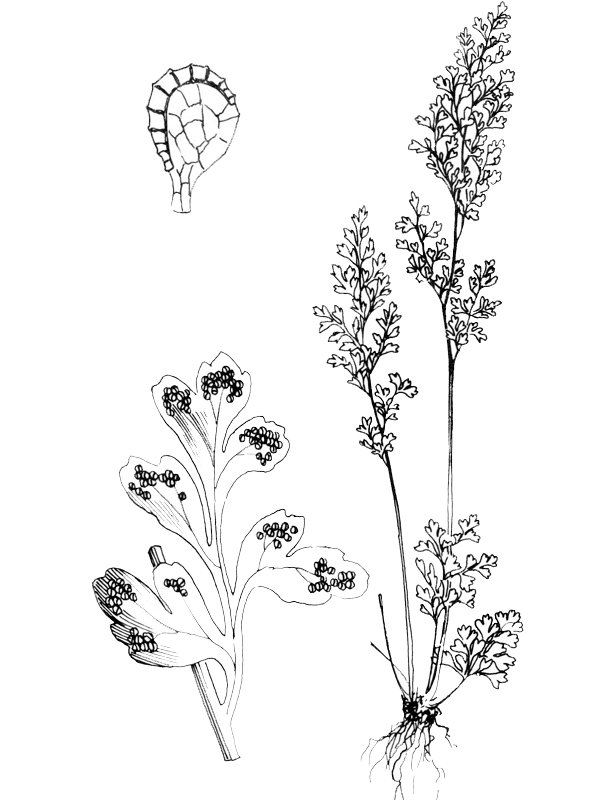 Gymnogramma leptophylla