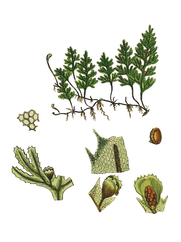 Hymenophyllum tunbrigense