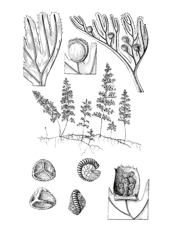 Hymenophyllum tunbrigense