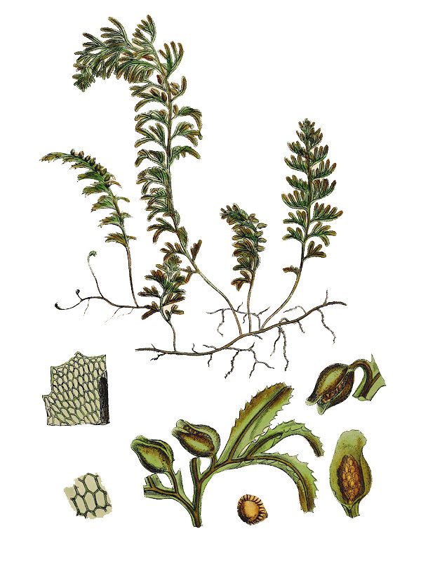 Hymenophyllum wilsonii