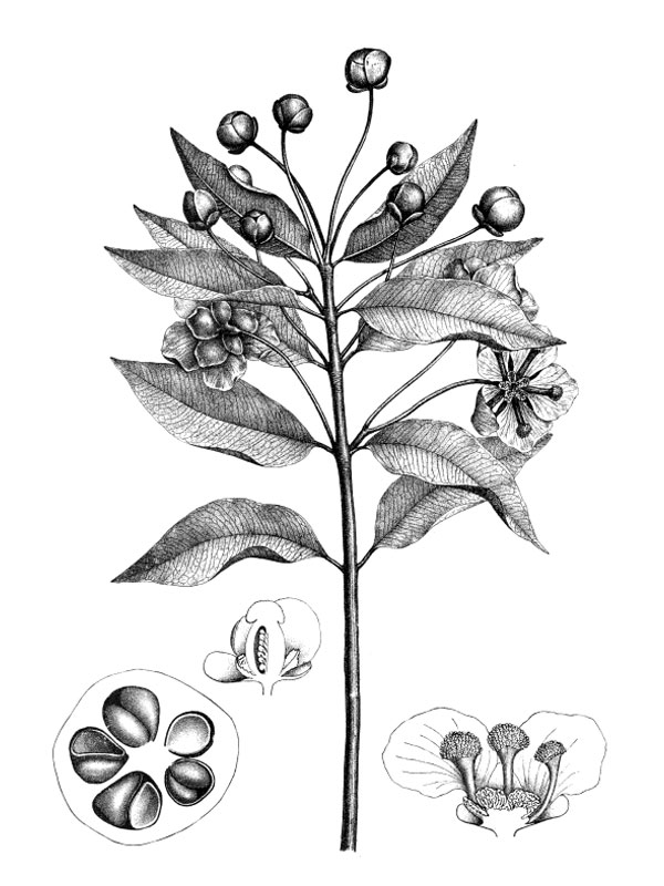 Allanblackia floribunda