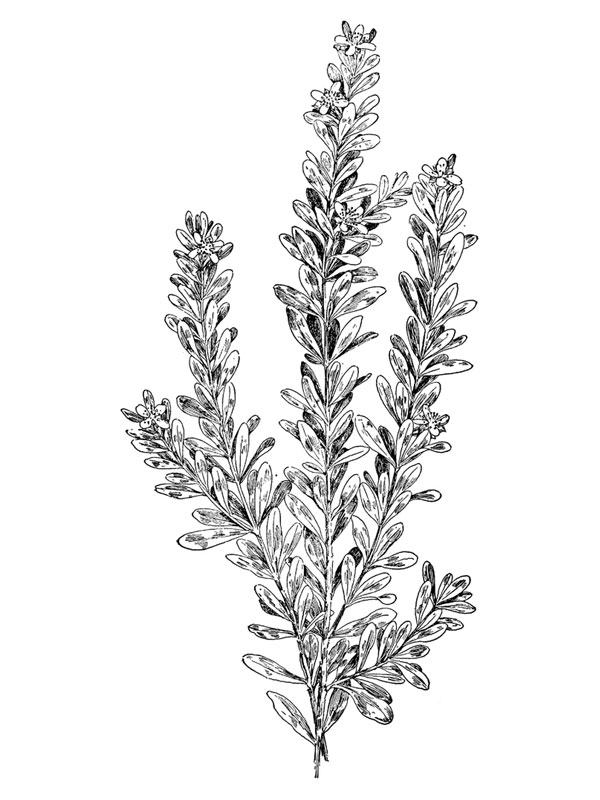 Ascyrum hypericoides