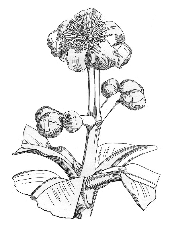 Clusia angularis