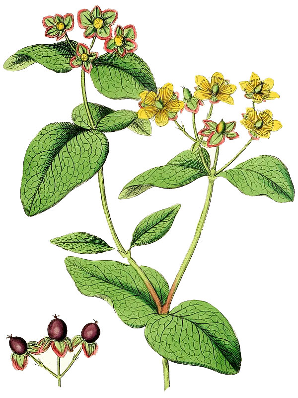 Hypericum androsaemum