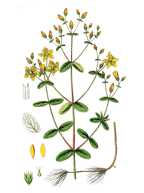 Hypericum baeticum