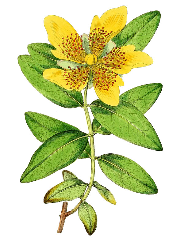 Hypericum calycinum