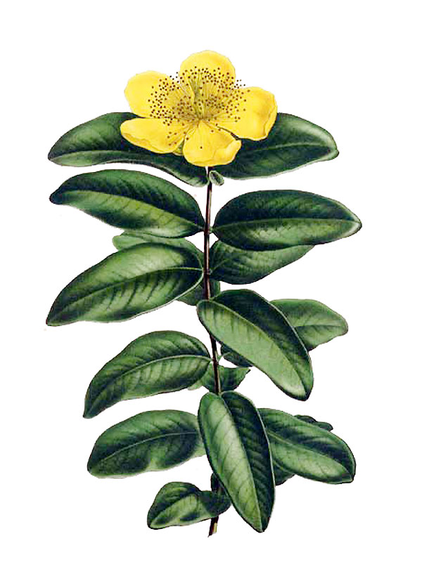 Hypericum calycinum