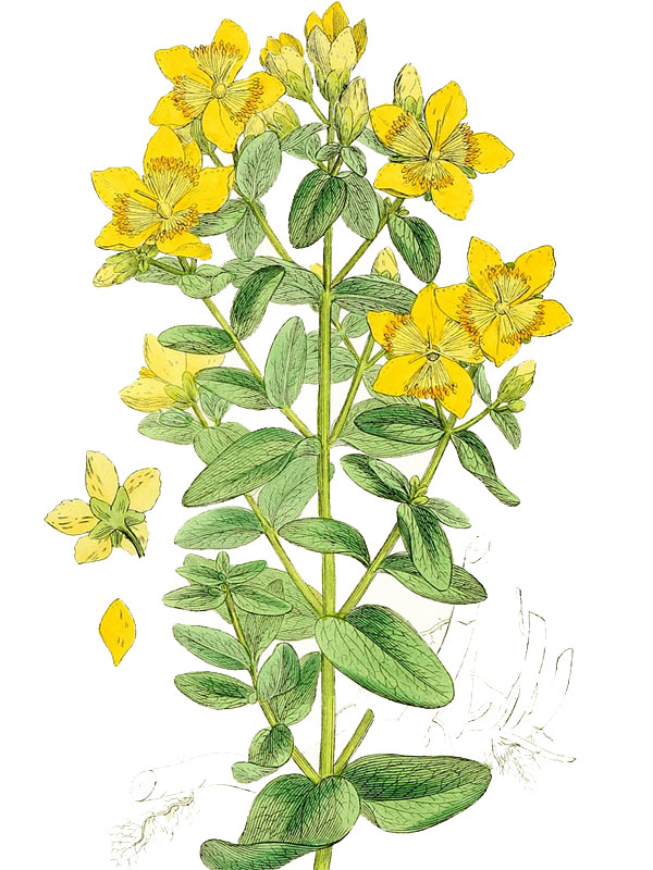 Hypericum dubium