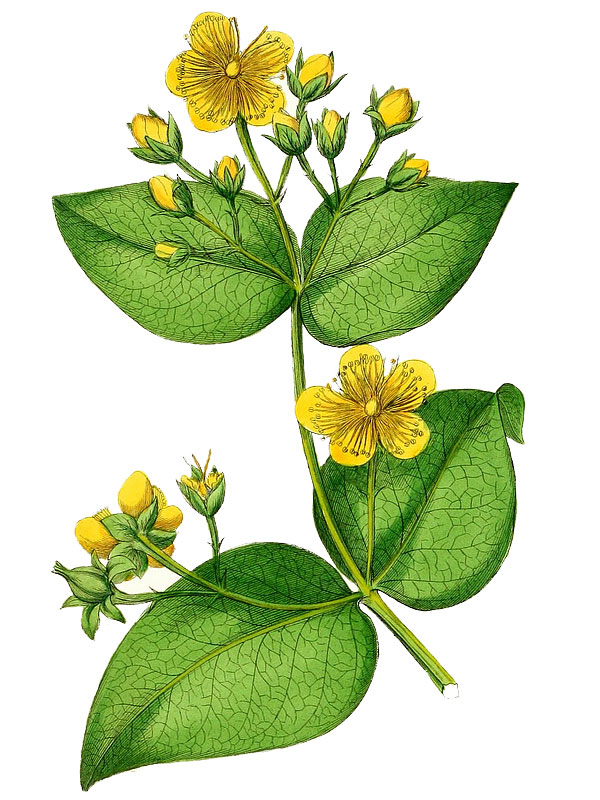Hypericum elatum