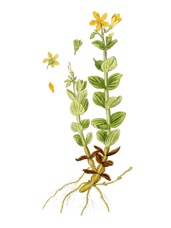 Hypericum elodes