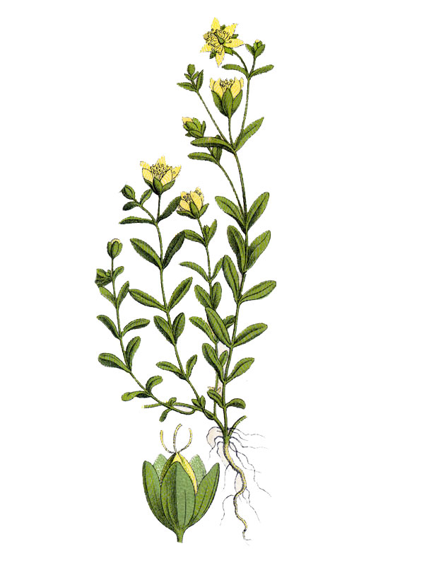 Hypericum humifusum