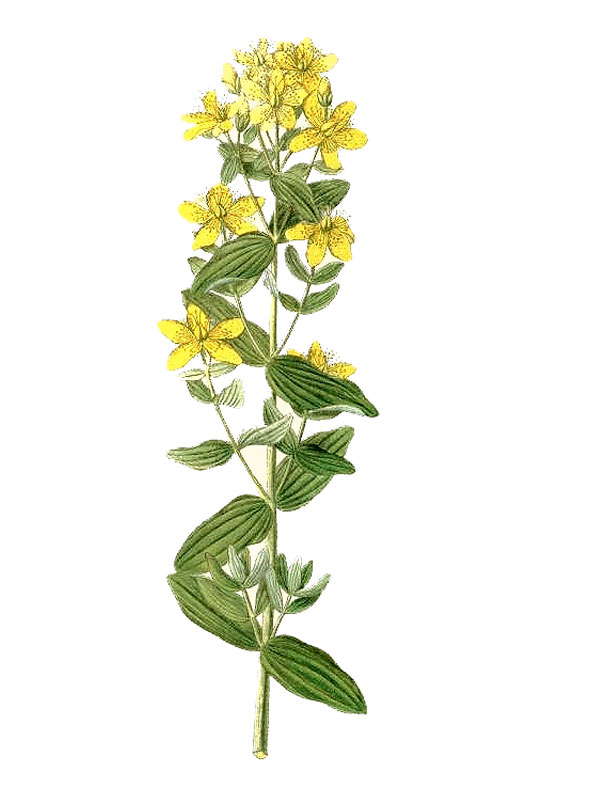 Hypericum maculatum