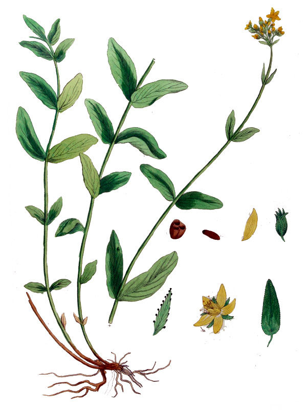 Hypericum montanum
