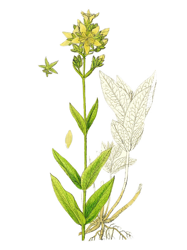Hypericum montanum