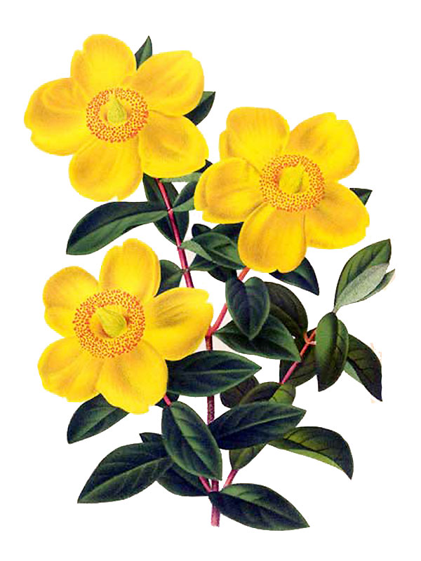 Hypericum moserianum