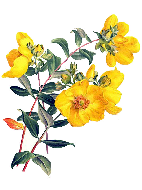 Hypericum oblongifolium