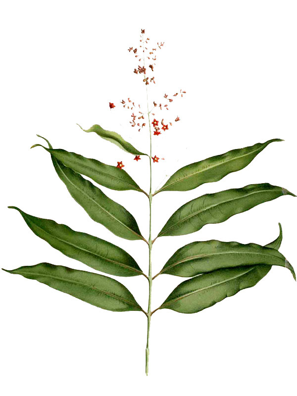 Hypericum olympicum