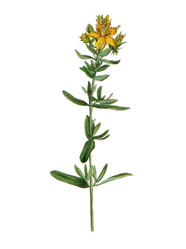 Hypericum perforatum