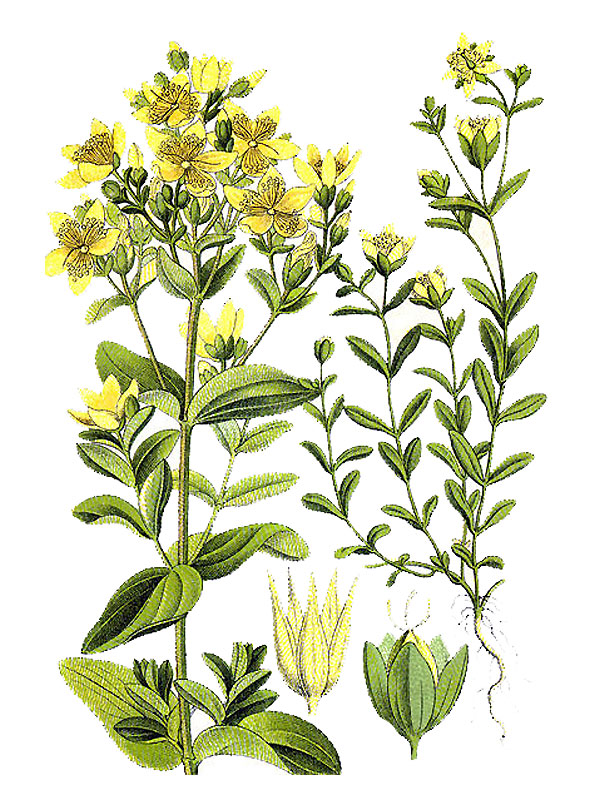 Hypericum perforatum