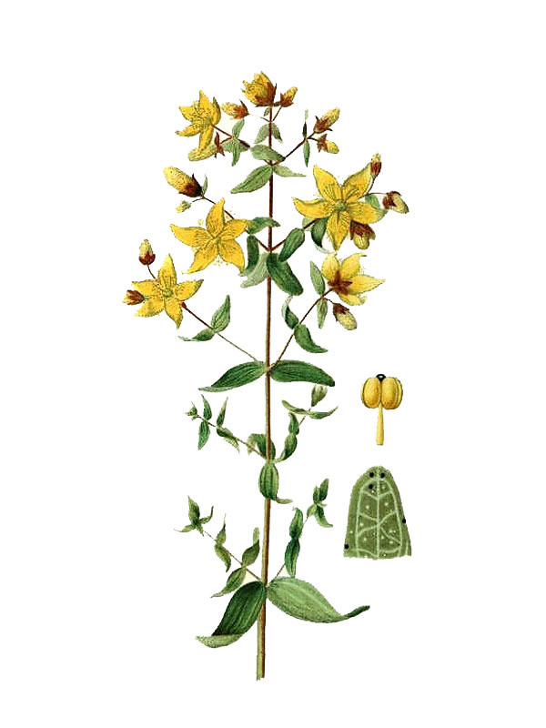 Hypericum perforatum