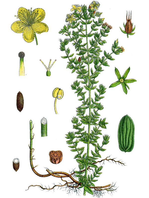 Hypericum perforatum