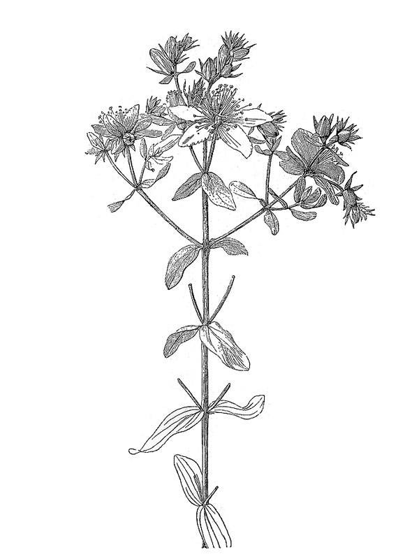 Hypericum perforatum