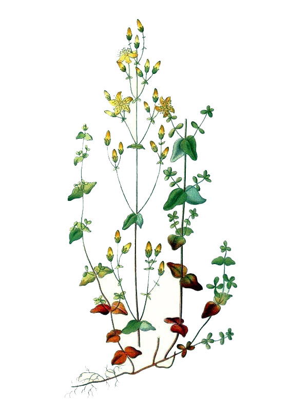 Hypericum pulchrum