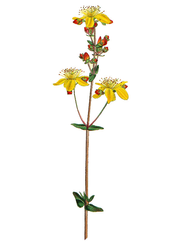 Hypericum pulchrum