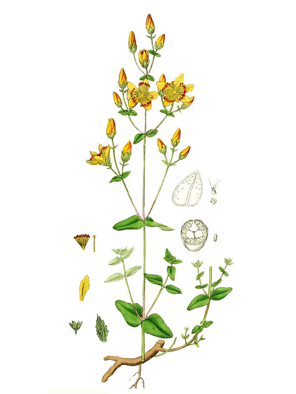 Hypericum pulchrum