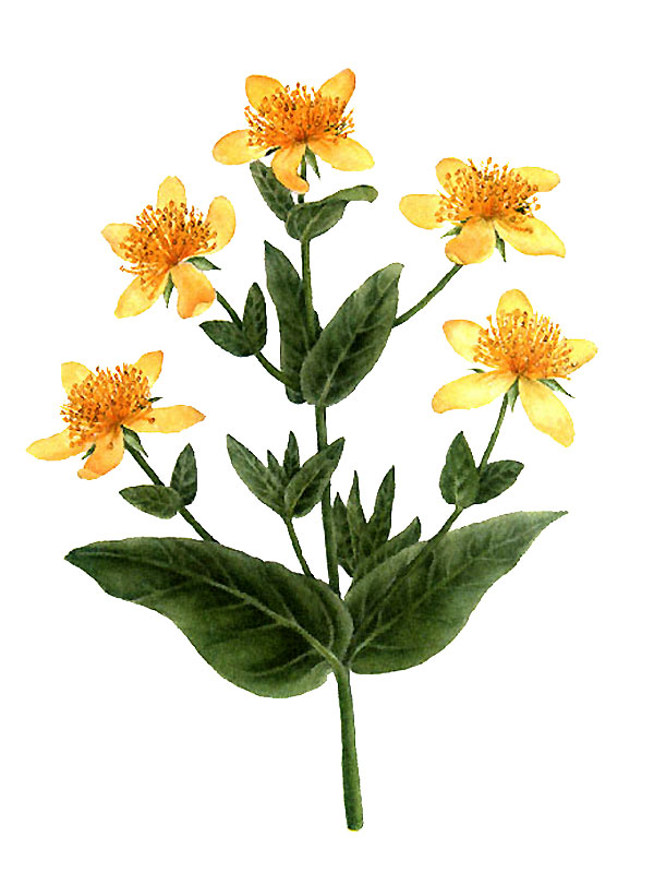 Hypericum pyramidatum
