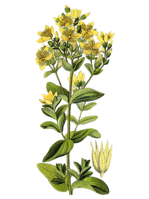 Hypericum tetrapterum