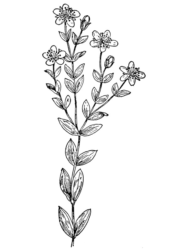 Hypericum virgatum