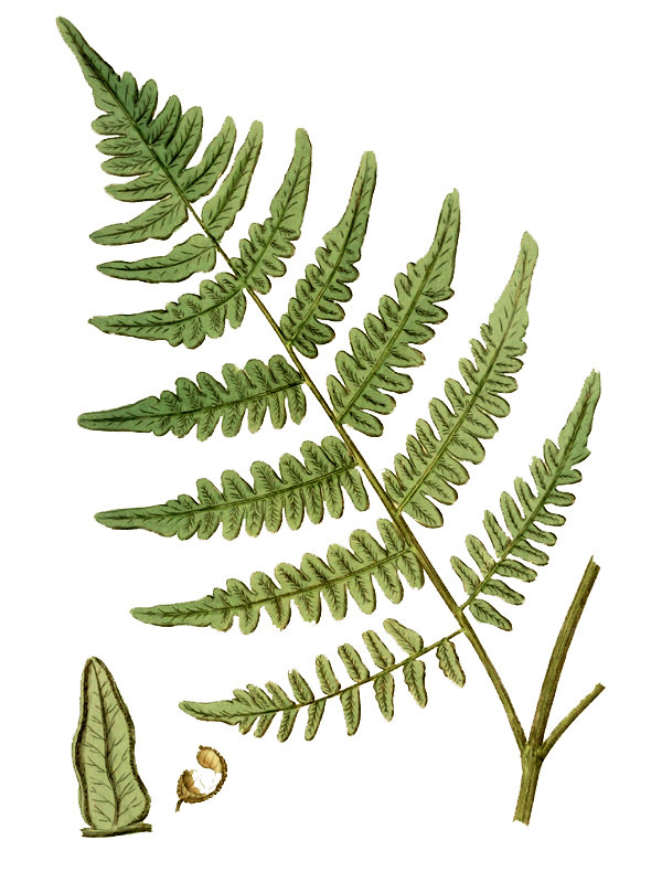 Pteridium aquilinum