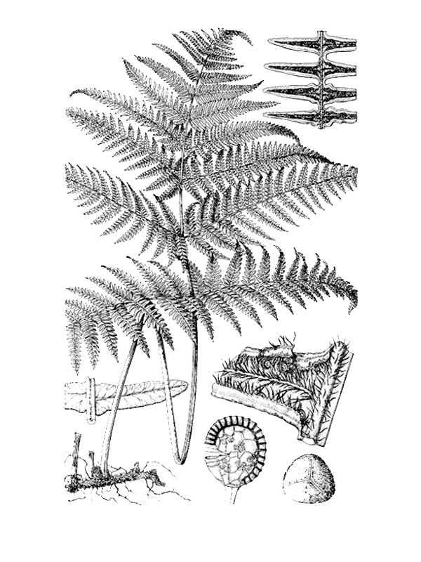 Pteridium aquilinum
