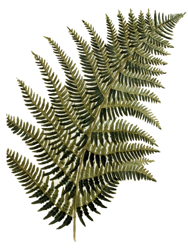 Pteridium aquilinum