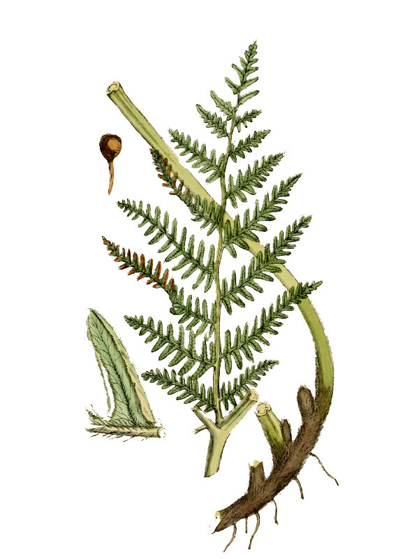 Pteridium aquilinum