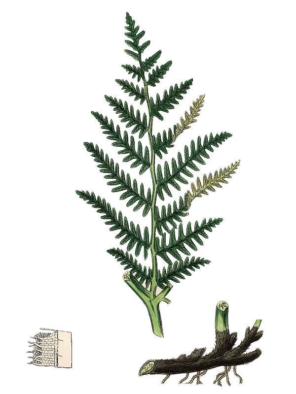 Pteridium aquilinum