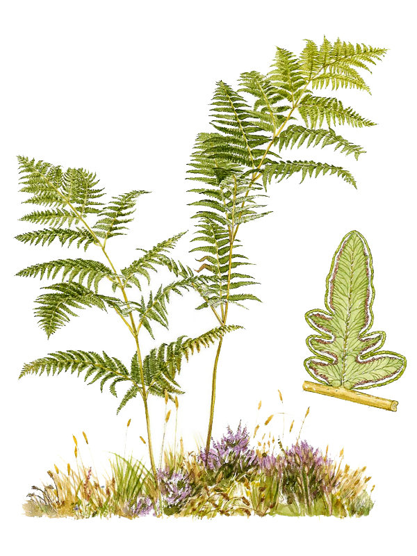 Pteridium aquilinum