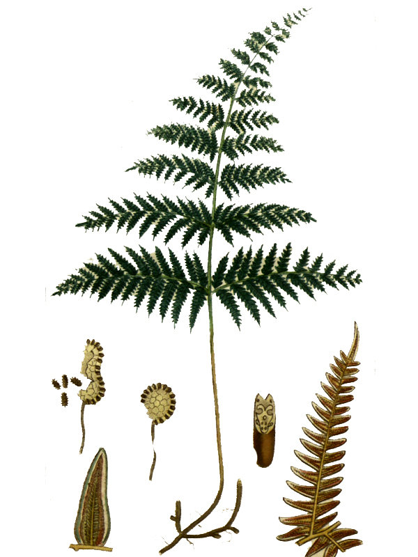 Pteridium aquilinum
