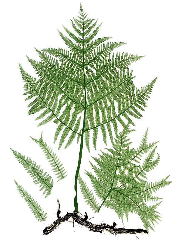 Pteridium aquilinum