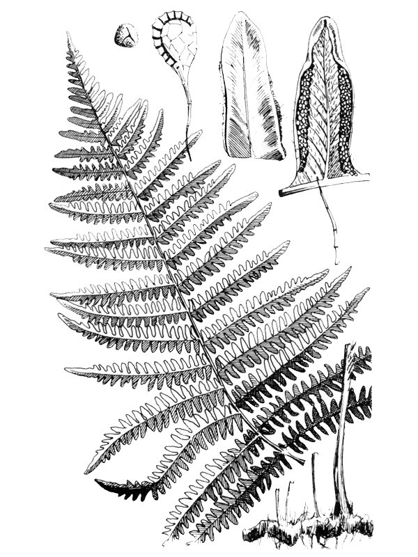 Pteridium aquilinum
