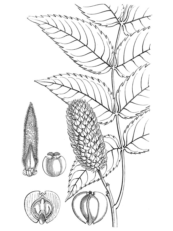 Fortunaea chinensis