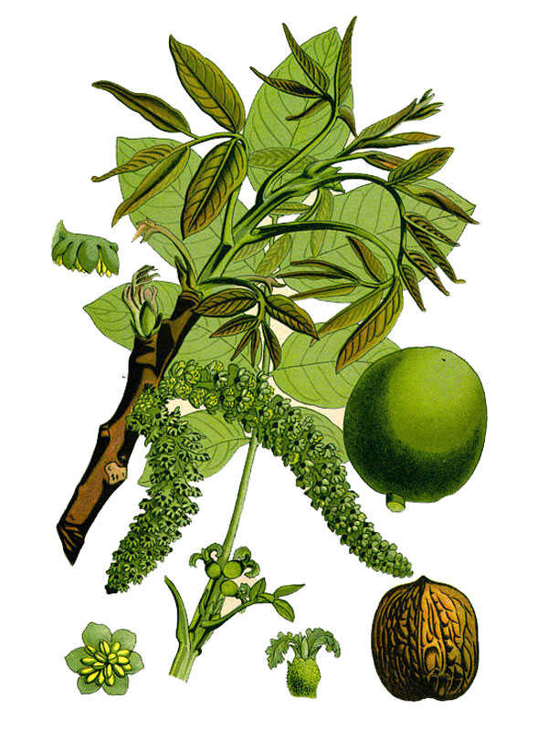 Juglans regia