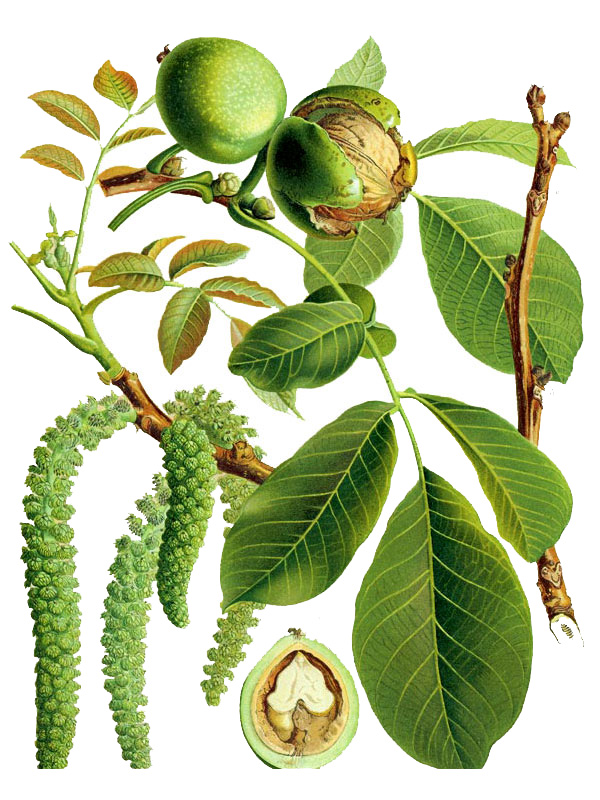 Juglans regia